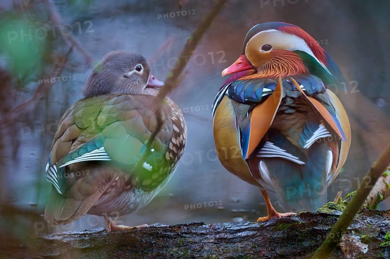Two mandarin ducks with colourful plumage sitting on a branch in a quiet forest scene, Mandarin duck (Aix galericulata), Hesse, Germany