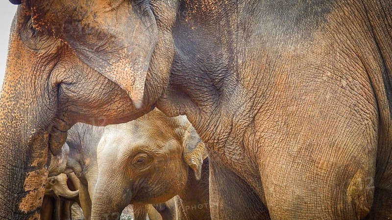 Close-up of Asian elephants (elephas maximus) standing together in a natural environment, Pinnawela Elephant Orphanage, Sri Lanka