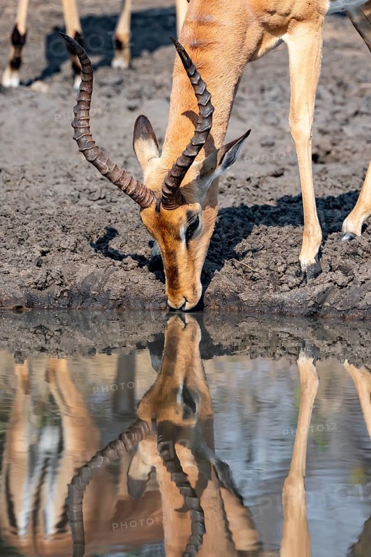 Impala (Aepyceros melampus) drinking at a natural waterhole, male, animal portrait, Black Heeler Antelope, Kruger National Park, South Africa