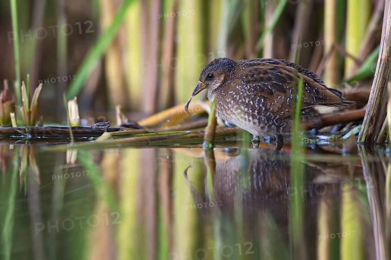 Spotted Crake (Porzana porzana) foraging, Saxony, Germany