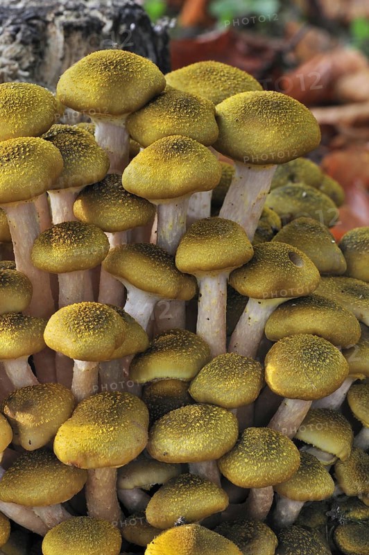 Honey fungus (Armillaria mellea) (Armillariella mellea) cluster growing on tree trunk in autumn forest