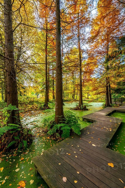 The Botanical Garden of the Ruhr University Bochum, in the district of Bochum-Querenburg, North Rhine-Westphalia, Germany, Botanical Garden of the Ruhr University Bochum, tertiary pond, swamp cypresses, in the district of Bochum-Querenburg, North Rhine-Westphalia, Germany