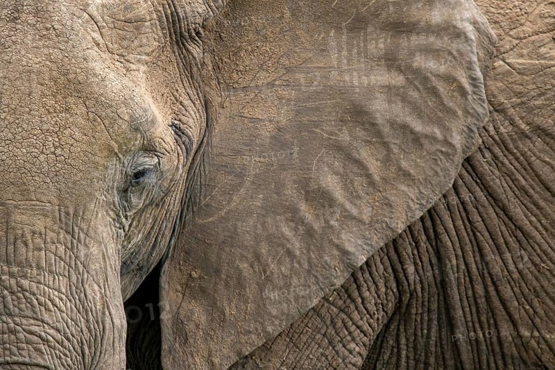 A detailed close-up of an elephant's textured skin, showcasing the intricate patterns and rough wrinkles, captured in the Masai Mara safari of Kenya