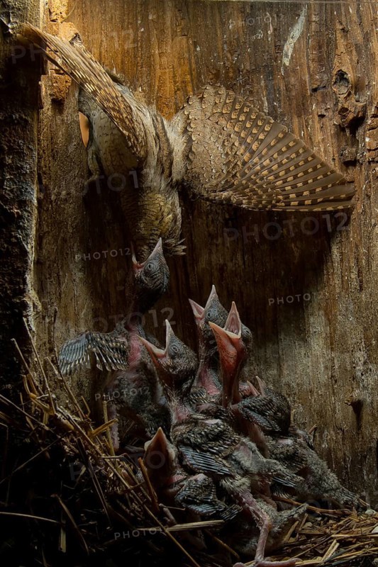 Eurasian Wryneck (Jynx torquilla) feeding chicks in nesting box, Saxony, Germany