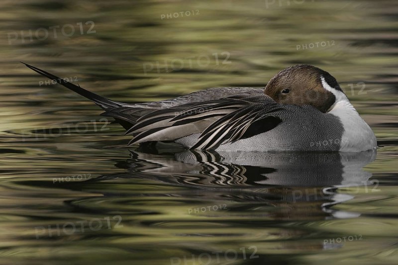 Northern Pintail (Anas acuta) male, Arizona, USA