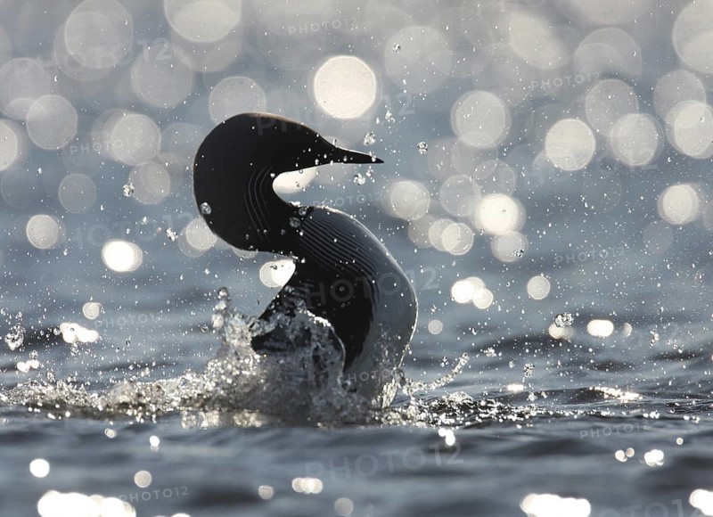 Pacific Loon (Gavia pacifica), Alaska, USA