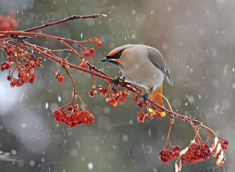 Bohemian Waxwing (Bombycilla garrulus) eating berries, Saskatchewan, Canada