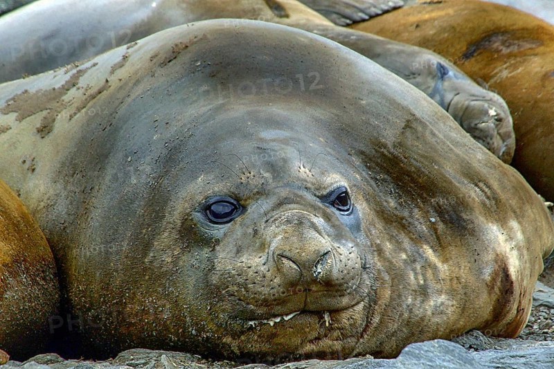 Antarctica - South Georgia - elephant seal - Mironga