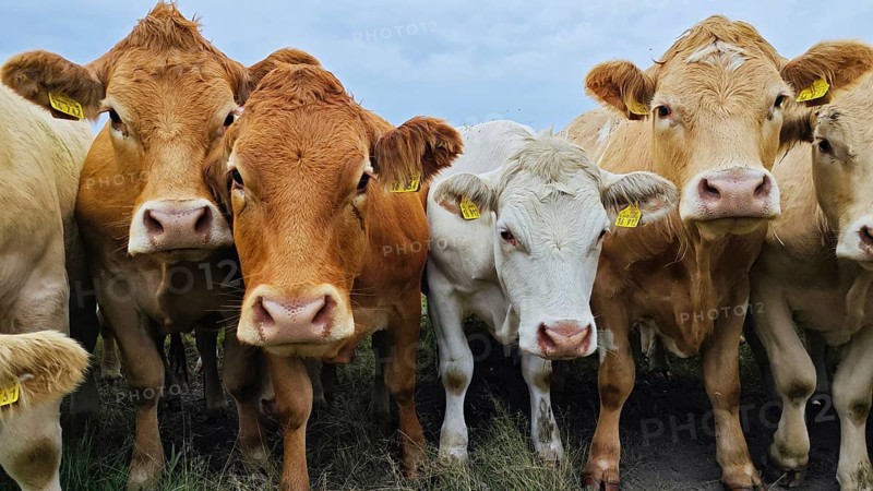 A group of curious cows (bos taurus) on a pasture under a cloudy sky, Franconian Forest nature park Park