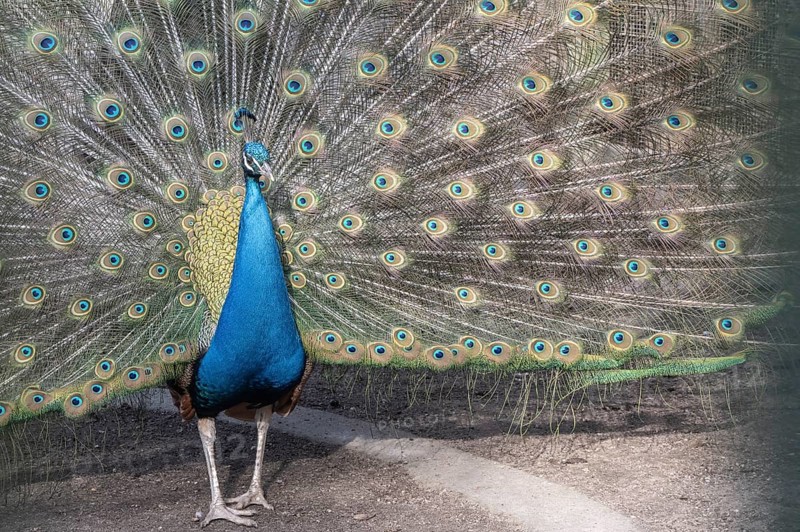 Peacock (Pavo Scalloped ribbonfish), Rhineland-Palatinate, Germany