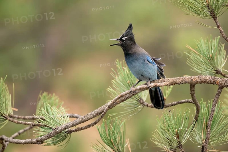 Steller's Jay (Cyanocitta stelleri) calling, perched on a conifer branch, Colorado, USA