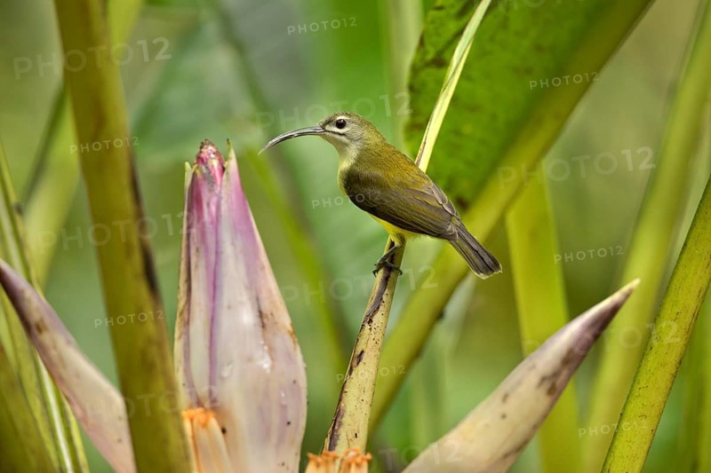 Little Spiderhunter (Arachnothera longirostra), Selangor, Malaysia