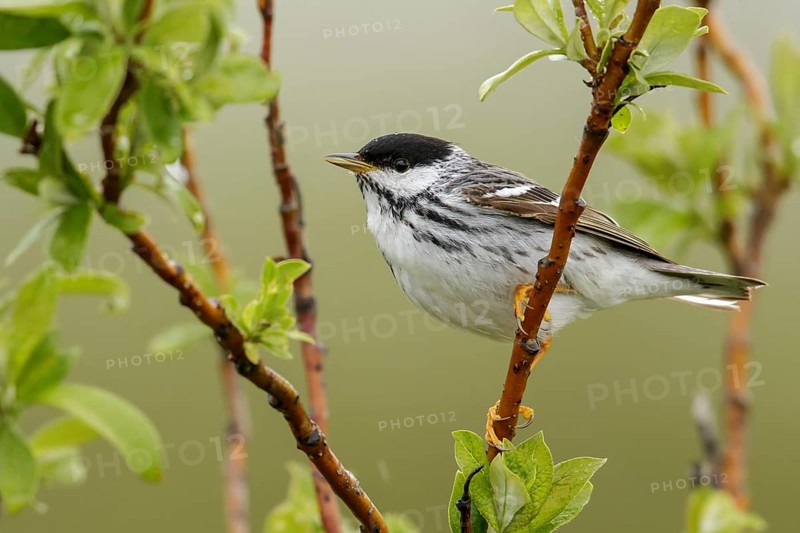 Blackpoll Warbler (Dendroica striata) perched on a branch in Nome, Alaska