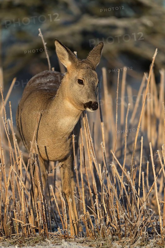 Roe deer standing in hoar frosted dead stinging nettle at minus 15 °C at sunrise. Trees and dead stinging nettle in background