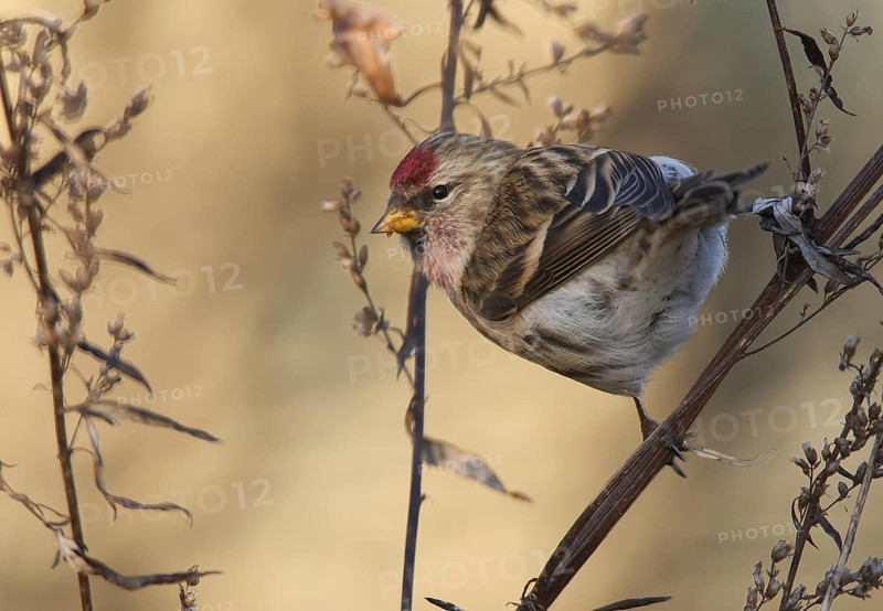 Common Redpoll (Acanthis flammea), Mecklenburg-Western, Pomerania, Germany