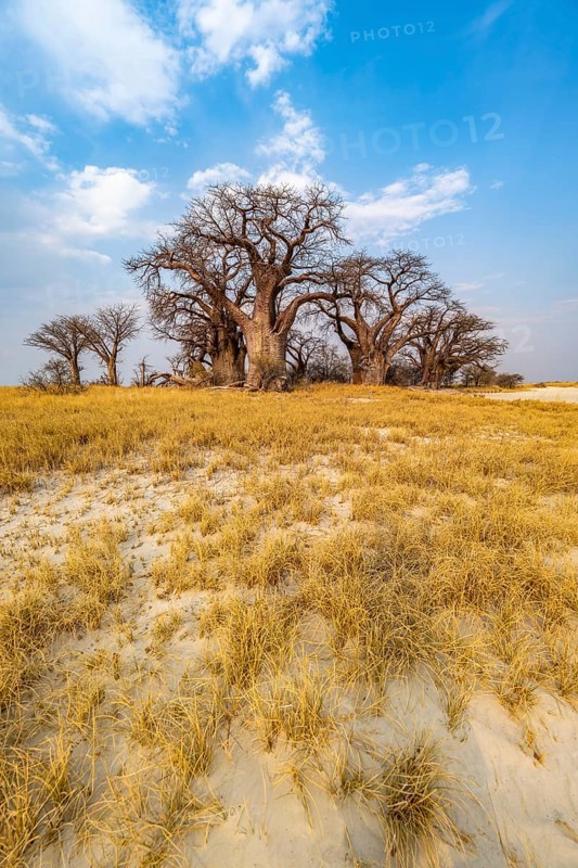 Babobabs on the edge of a salt pan, Baine's Baobabs, Nxai Pan National Park, Botswana