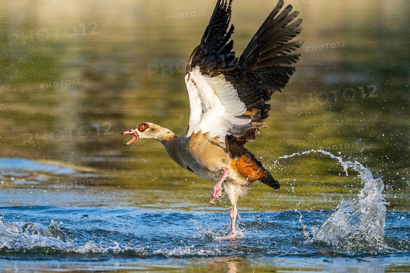 Flying Egyptian goose (Alopochen aegyptiaca) starting from a lake, invasive species, Bavaria, Germany