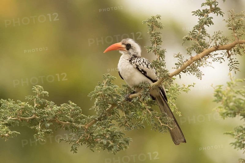 Western Red-billed Hornbill (Tockus kempi), Gambia