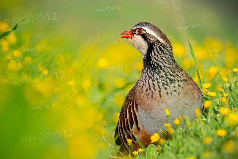 A red-legged partridge stands elegantly amidst bright yellow wildflowers, showcasing its striking plumage The vibrant backdrop emphasizes the bird's natural beauty