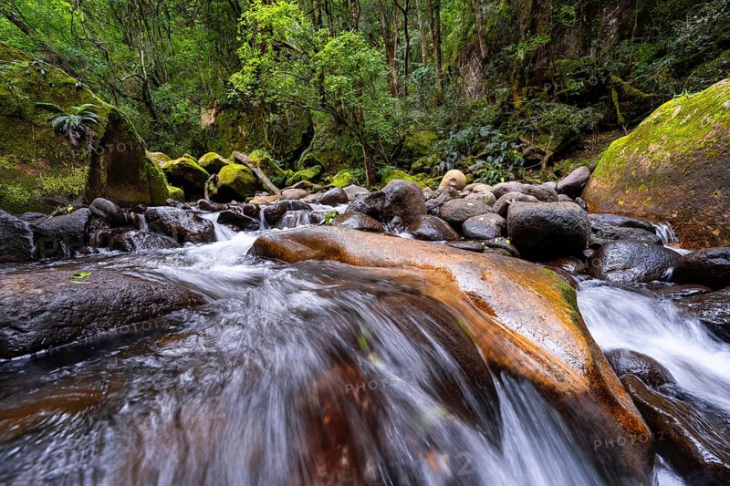 Mhlwazini River flows through thick forest, original mountain forest, Rainbow Gorge, Ukhahlamba-Drakensberg Park, KwaZulu-Natal, Drakensberg Mountains, South Africa