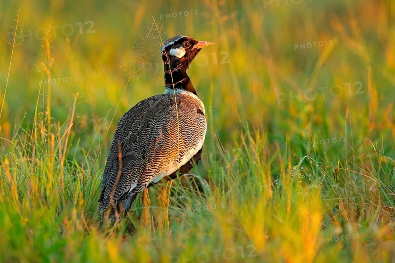 Southern black korhaan bustard, Afrotis afra, bird in the grass, morning light, okavango delta, Moremi, Botswana. Wildlife scene from African nature. Sunrise in nature