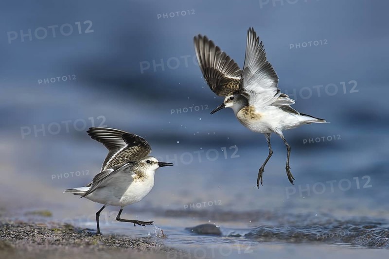 Little Stint (Calidris minuta) wrangling, Eilat, Israel