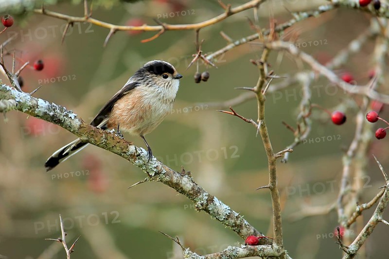 Long-tailed Tit (Aegithalos caudatus) perched on a branch, Andalusia, Spain