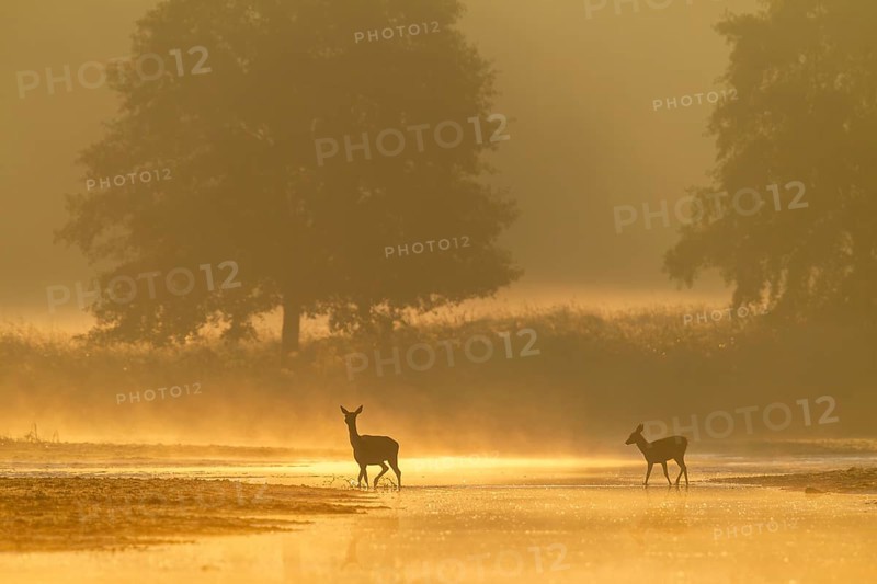 Red deer (Cervus elaphus) and calf crossing a small river in the first morning light, morning mist, mystical, rutting season, deer rutting, September, Germany