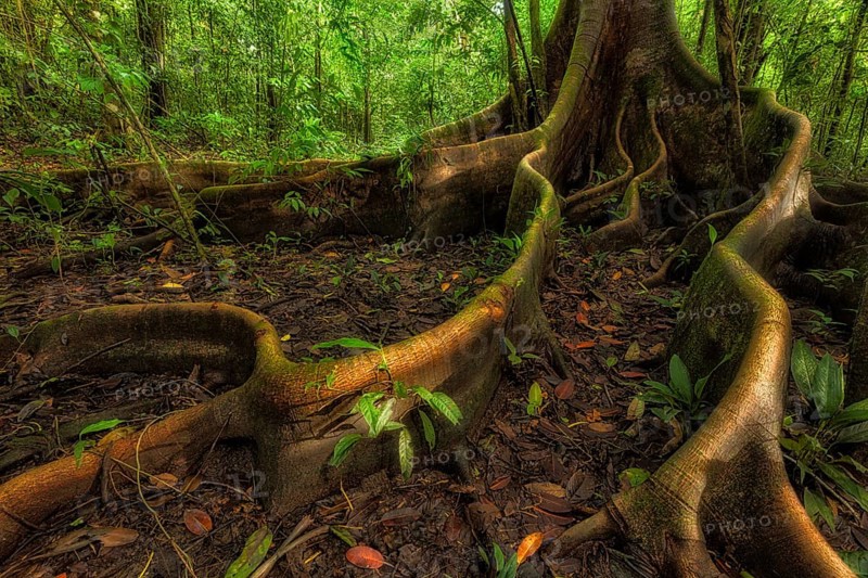 Costa Rica's Corcovado National Park protects one of the world's premier rainforests. Rainforests are somewhat of an illusion. The profusion of growth is built on but a few inches of nutrient-rich topsoil that is consistently regenerated by fallen leaves and other decaying plant matter. Underneath is thick clay that is largely devoid of nutrients. Since rain is abundant and nutrients are only at the top of the soil surface, tap roots that reach deep below the surface are unnecessary. Rainforest trees have evolved to have serpentine buttresses that spread out laterally to gather water and nutrients while at the same time helping to stabilize these giants of the forest. I photographed this ancient wild fig tree at the end of the day as late afternoon sun broke through the forest