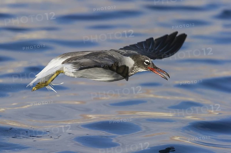 White-eyed Gull (Ichthyaetus leucophthalmus) flying, Eilat, Israel