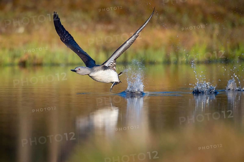 Red-throated diver (Gavia stellata) in breeding plumage on a lake in Sweden, Knuthöjdsmossen, Hällefors, Örebro län, Sweden