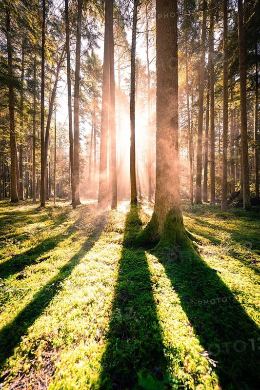 Rays of sunlight penetrate the tall trees and cast long shadows on the moss-covered forest floor, Calw, Black Forest, Germany