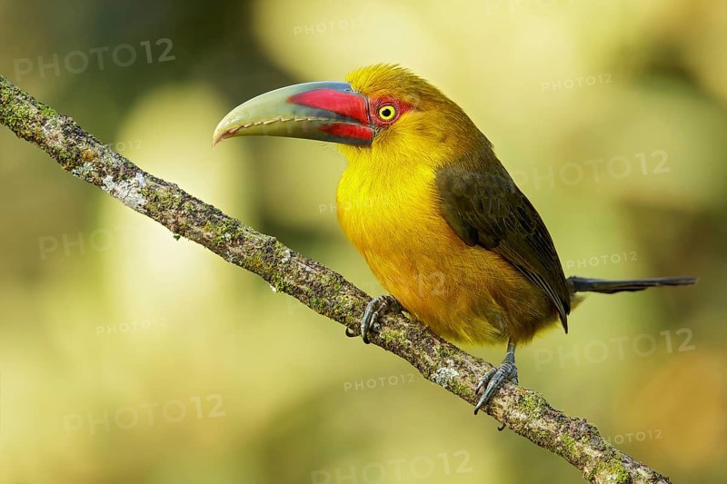 Saffron Toucanet (Pteroglossus bailloni) perched on a branch in the Atlantic Rainforest Region of Brazil