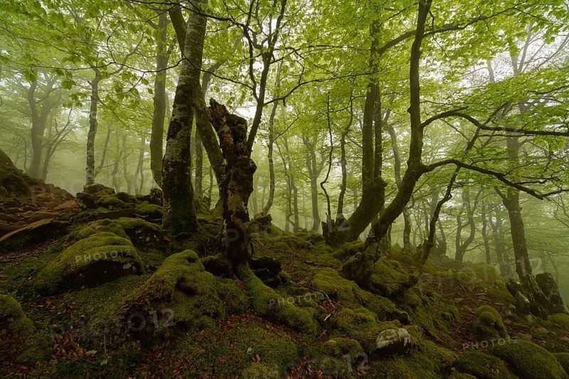Discover a magic forest scene, featuring lush greenery, towering trees, and emerald moss covering the forest floor, creating a mystical and peaceful atmosphere in the Pyrenees