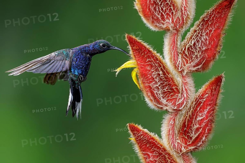 Violet Sabrewing (Campylopterus hemileucurus) flying and feeding at a flower in Costa Rica