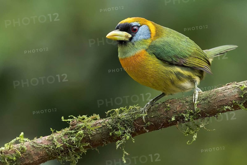 Red-headed Barbet (Eubucco bourcierii) perched on a branch in Colombia, South America
