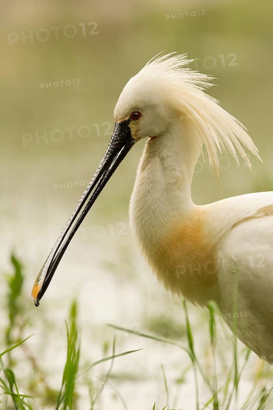 Eurasian Spoonbill (Platalea leucorodia), Serbia