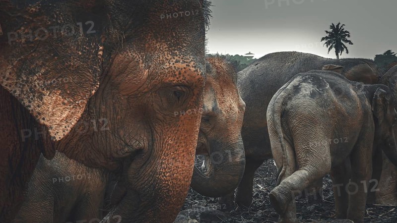 Group of elephants (elephas maximus) in the dark jungle with palm trees in the background, Pinnawela Elephant Orphanage, Sri Lanka