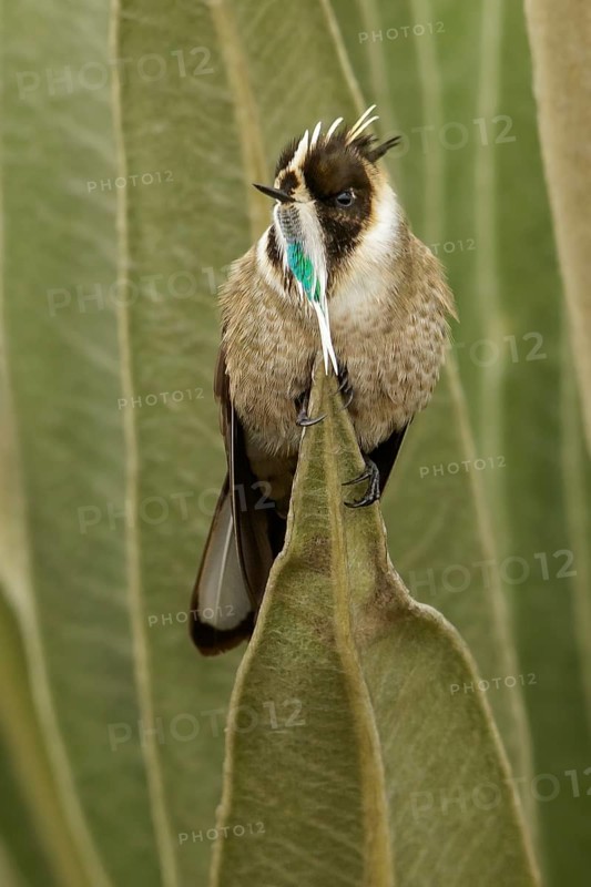 Green-bearded Helmetcrest (Oxypogon guerinii) perched on a branch in the Andes mountains in Colombia