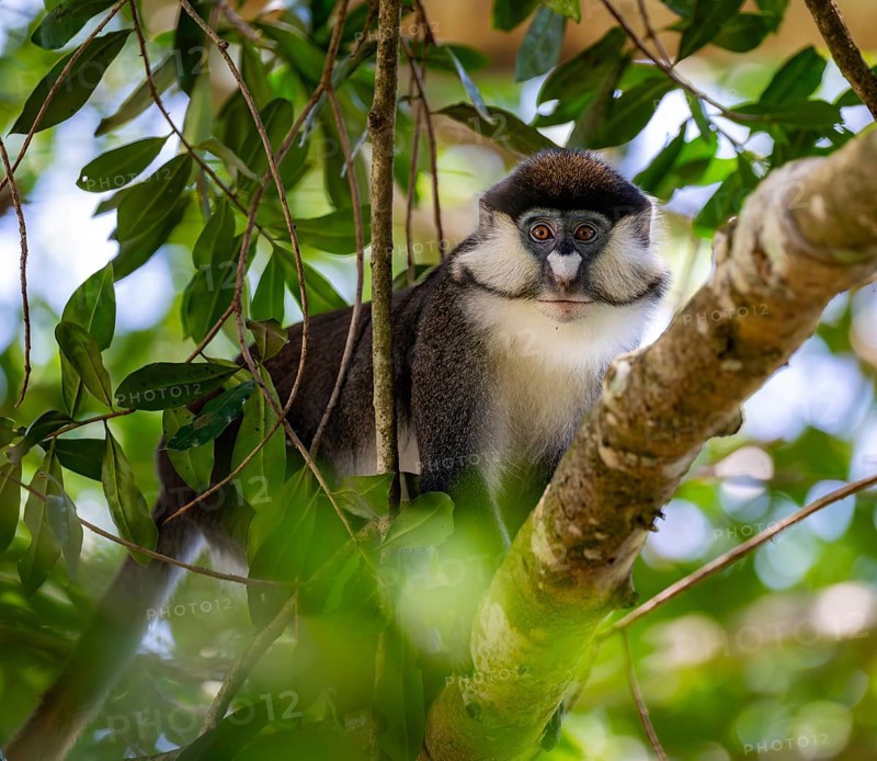 Red-tailed guenon or Congo white-nosed guenon (Cercopithecus ascanius schmidti), sitting on a tree, Bigodi, Western Region, Uganda