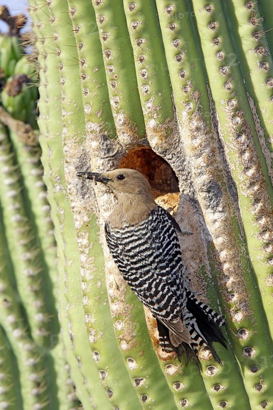 Gila Woodpecker Melanerpes uropygialis Tucson, Arizona, United States 1 June Adult Female at nest cavity in Saguaro cactus. Picidae