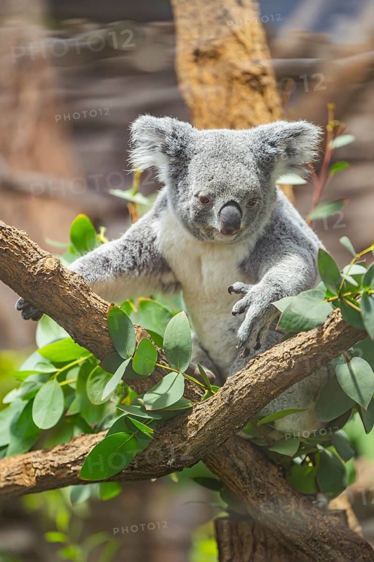 Koala (Phascolarctos cinereus) sitting on a tree, captive, distribution South Australia, Australia, Oceania