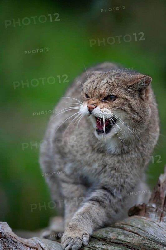 European wildcat (Felis silvestris) adult animal snarling, United Kingdom
