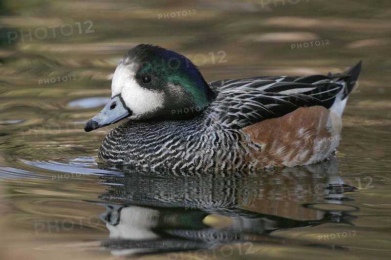 Chiloe Wigeon (Mareca sibilatrix), Arizona, USA