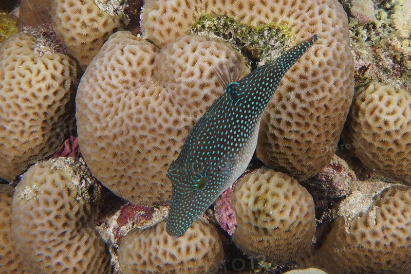Red Sea Pufferfish (Canthigaster margaritata)