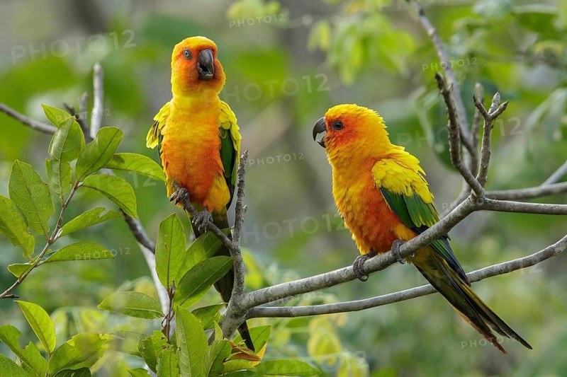 Sun Parakeet (Aratinga solstitialis) perched on a branch in the grasslands of Guyana