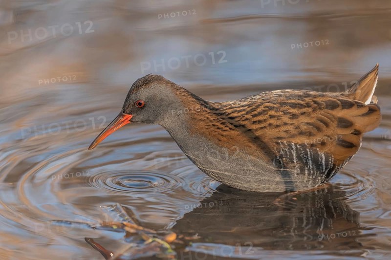 Water Rail (Rallus aquaticus) runs along the water's edge in a moor. The sun illuminates the landscape and birds search for food. Bas Rhin, Alsace, France