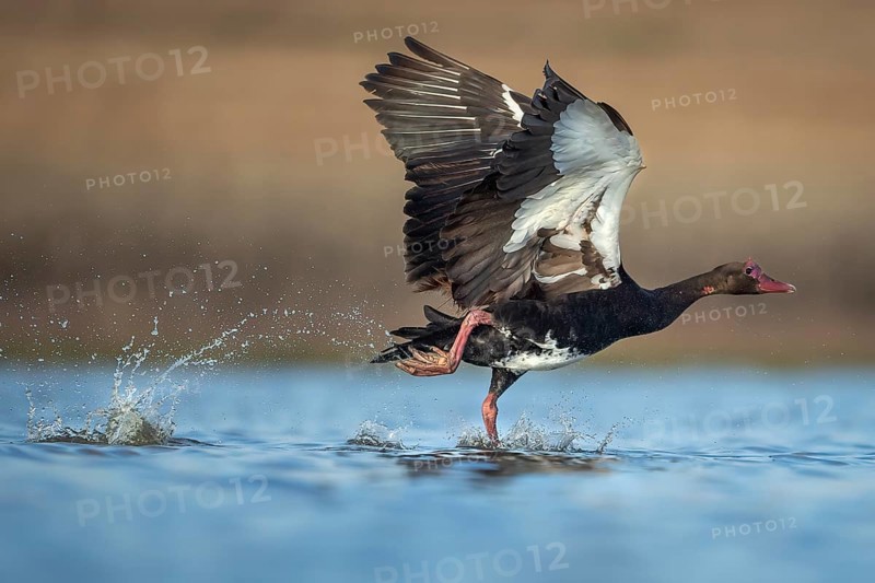 Spur-winged Goose (Plectropterus gambensis) taking flight, Gauteng, South Africa