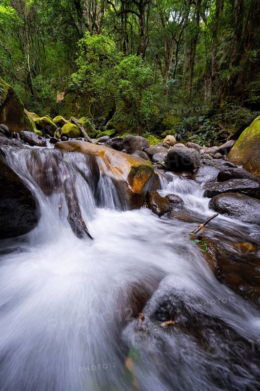 Mhlwazini River flows through thick forest, original mountain forest, Rainbow Gorge, Ukhahlamba-Drakensberg Park, KwaZulu-Natal, Drakensberg Mountains, South Africa