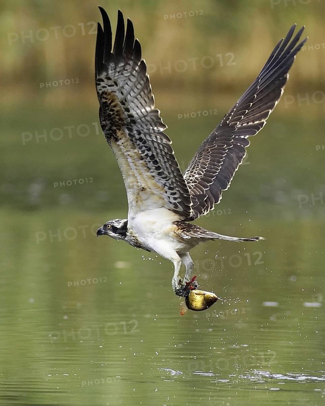 Western Osprey (Pandion haliaetus) flying, Mecklenburg-Western Pomerania, Germany